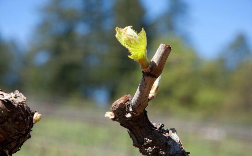 Bud-break-825x510
