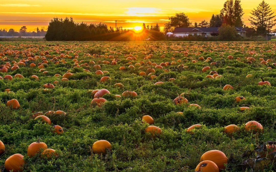 what-is-happening-this-halloween-in-wine-country