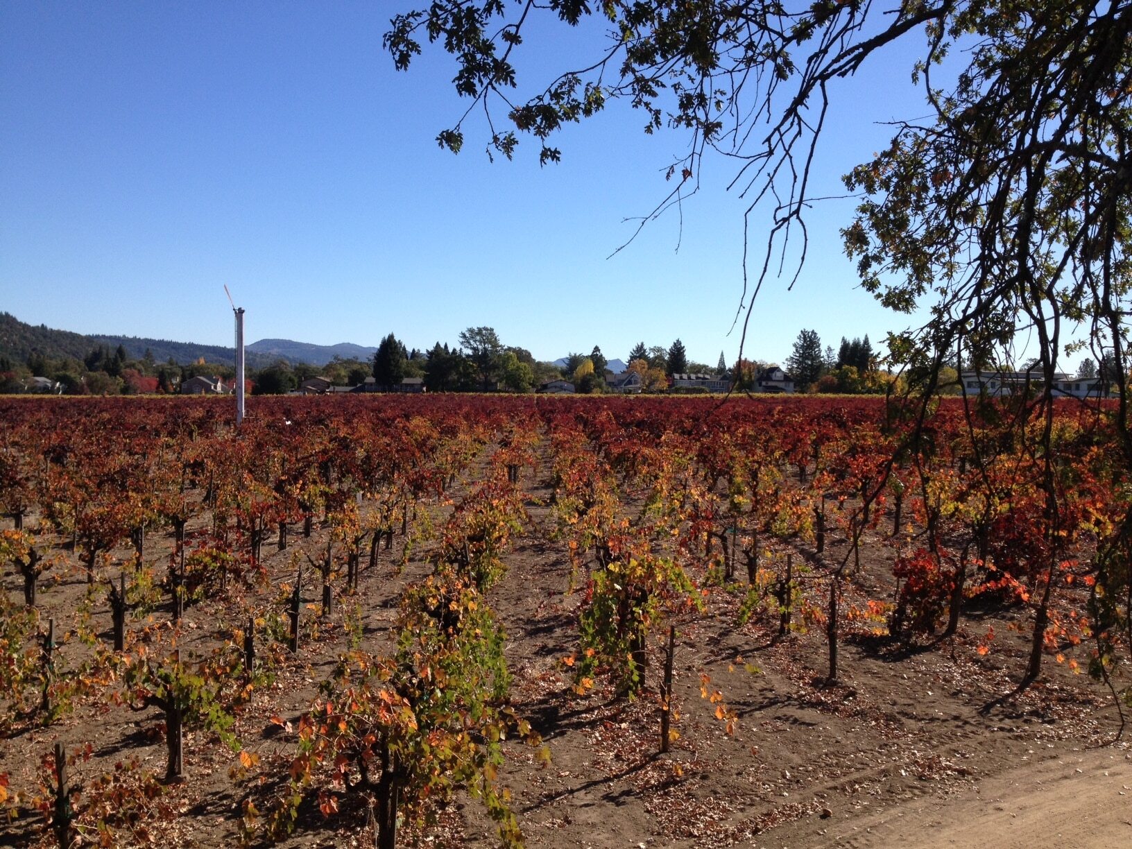 ColorfulGrapevines (2)