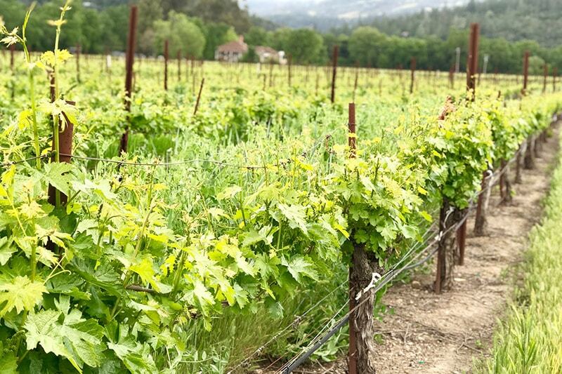 Join-in-Tour-Wine-Tours-Napa-Valley-tile