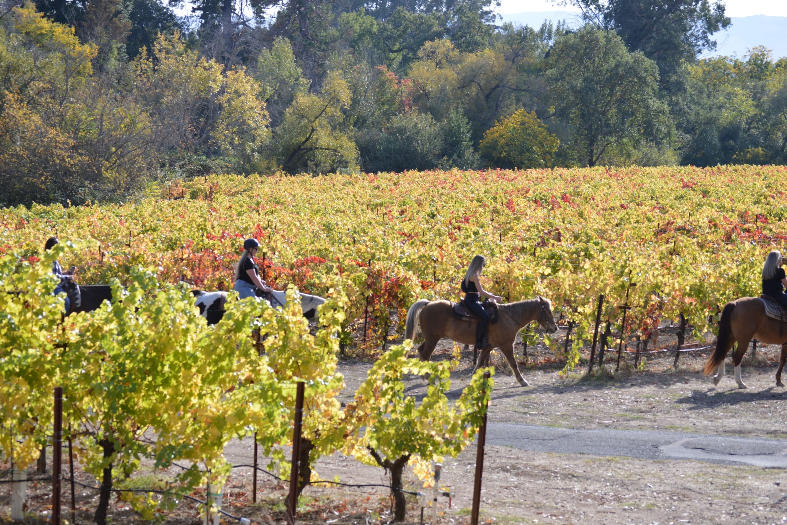 Horse riding through vineyards at Bartholomew Winery