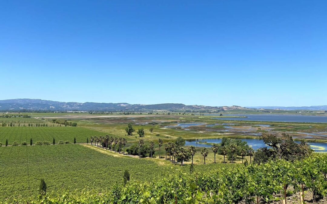 scenic look of vineyards from above