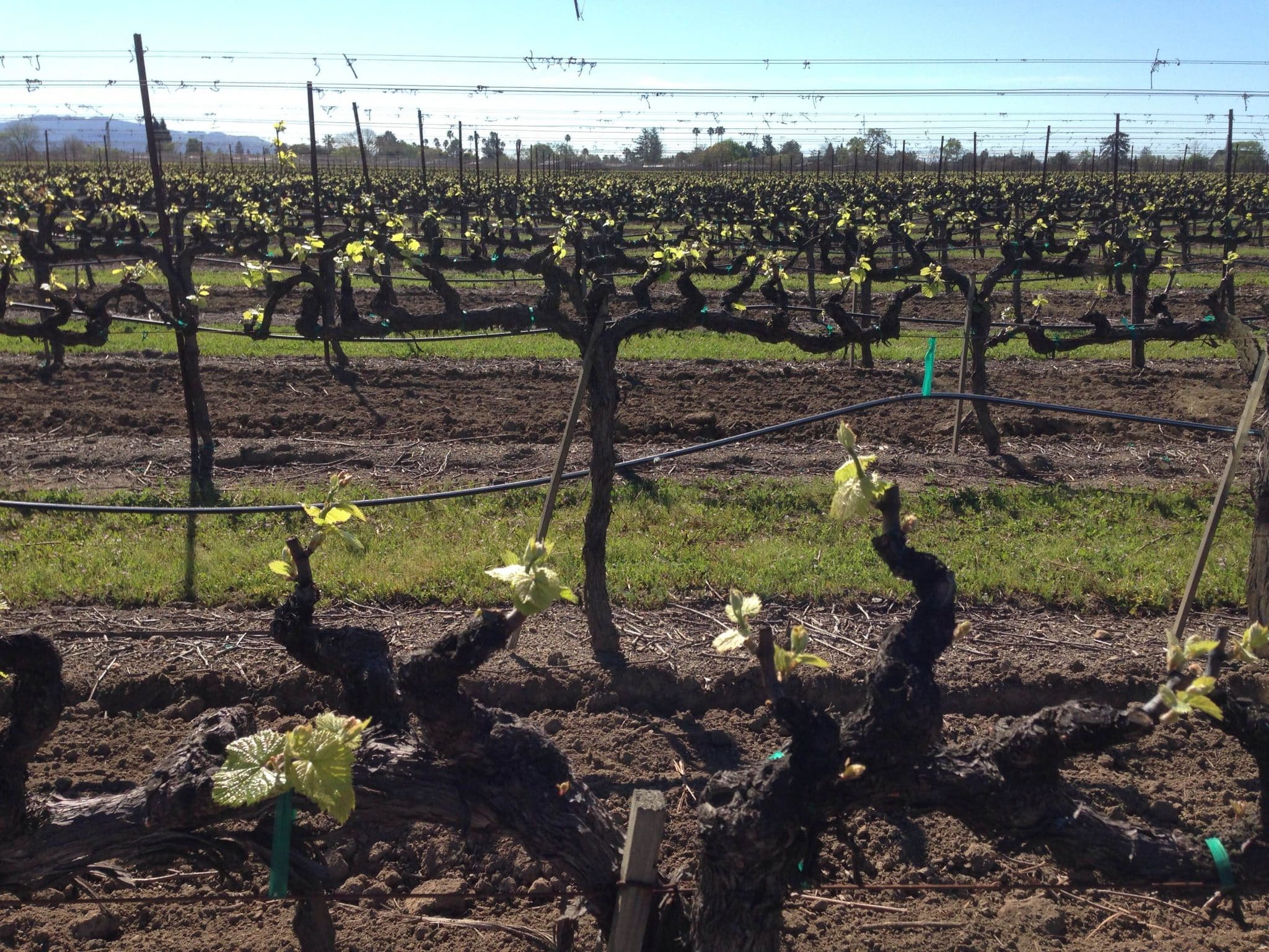 You can see the tiny buds on these vines!
