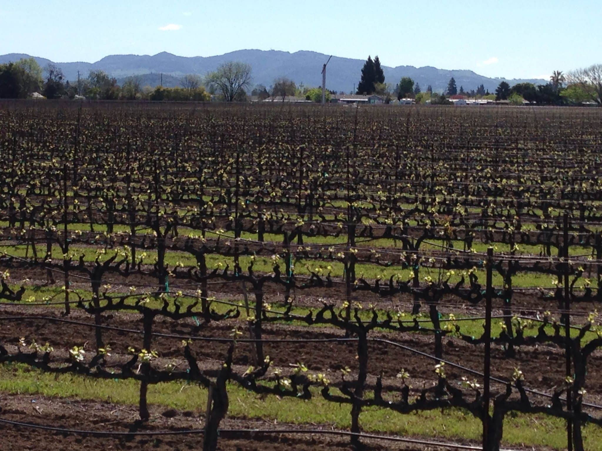 Vines at the beginning of bud break