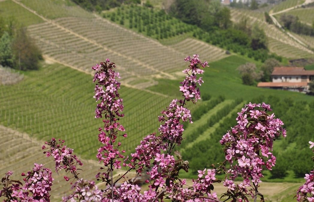 New Video Posted – Postcards From Napa Valley Wine Country