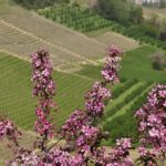 La Rochelle Winery