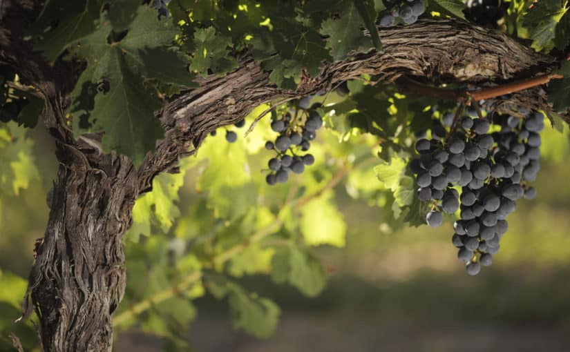 8-19-vineyard-grapes-825x510