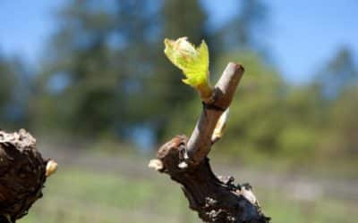 Napa Valley Bud Break Season