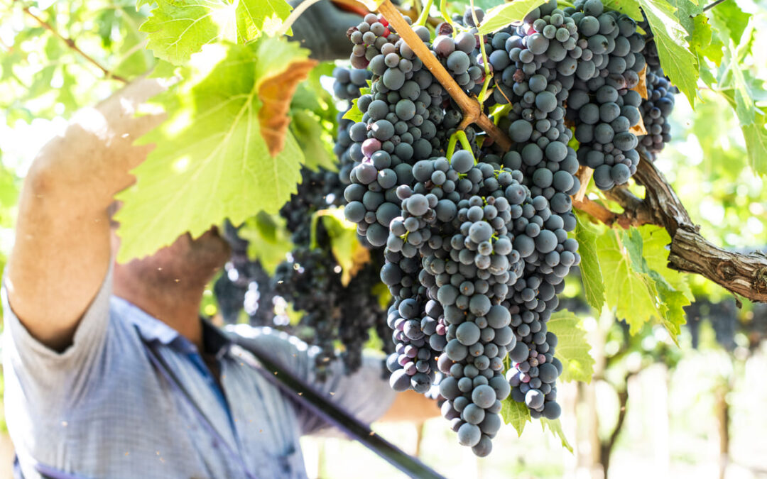 what-goes-on-during-harvest-season-in-napa