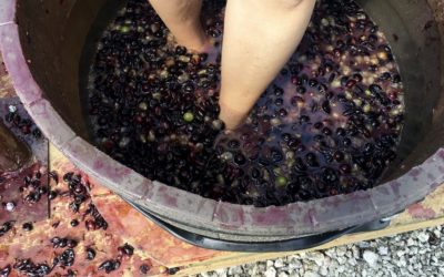 What are some Napa Valley Harvest Traditions?