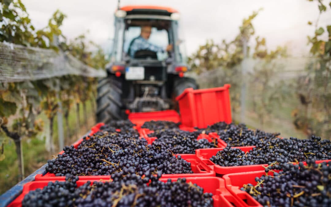 what-stage-are-the-vineyards-at