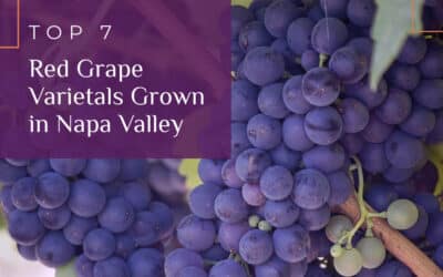 Top 7 Red Wine Grapes Grown in Napa