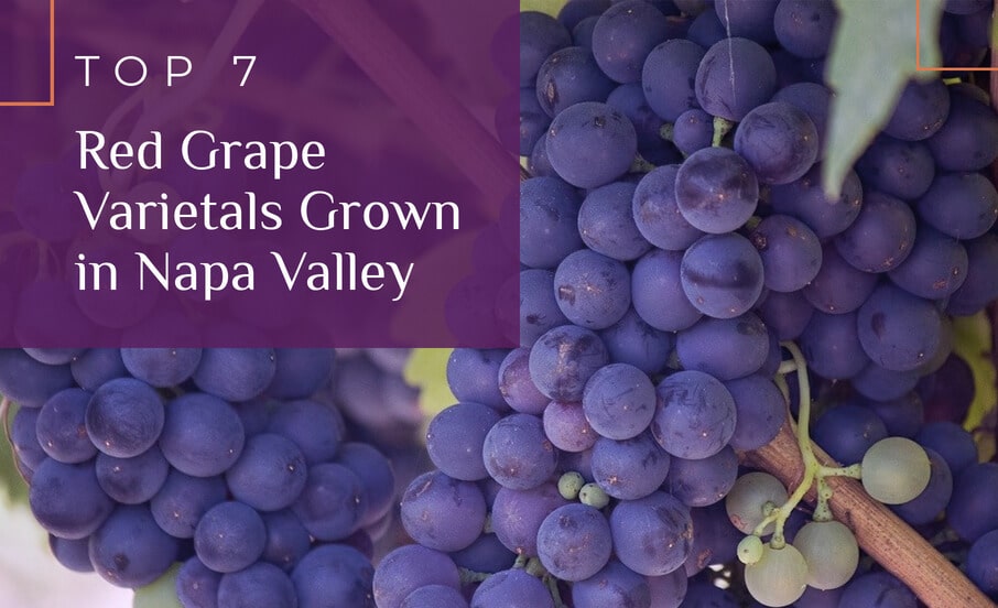 Top 7 Red Wine Grapes Grown in Napa