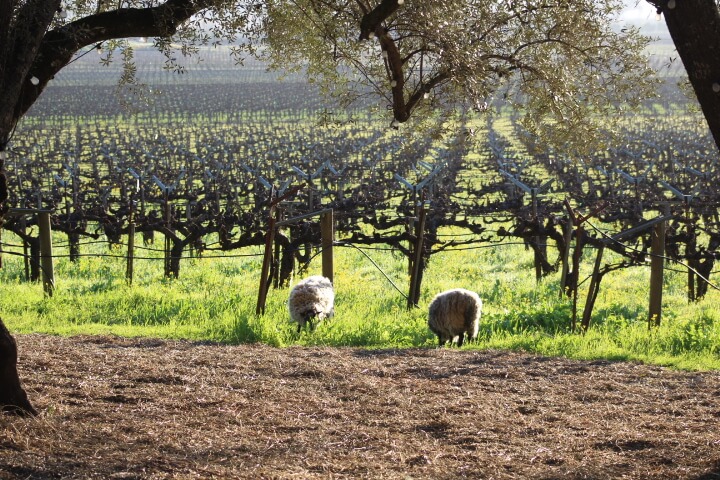 sheep in vineyards