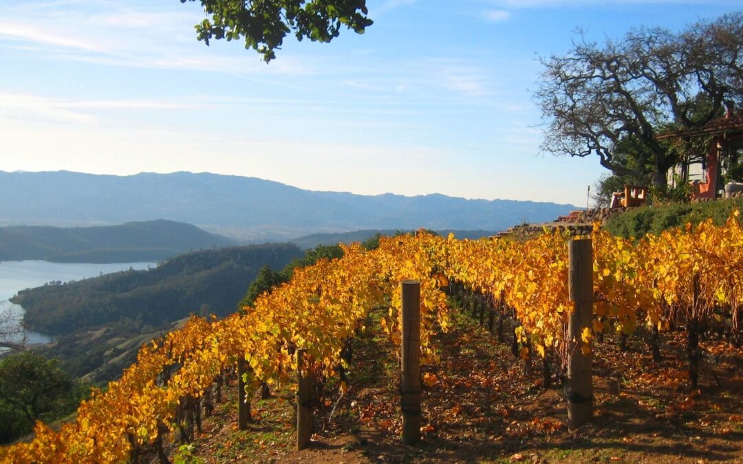 mountainside vineyard in fall