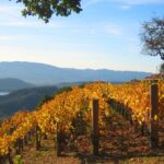 mountainside vineyard in fall