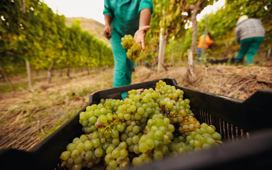 grapes being harvested