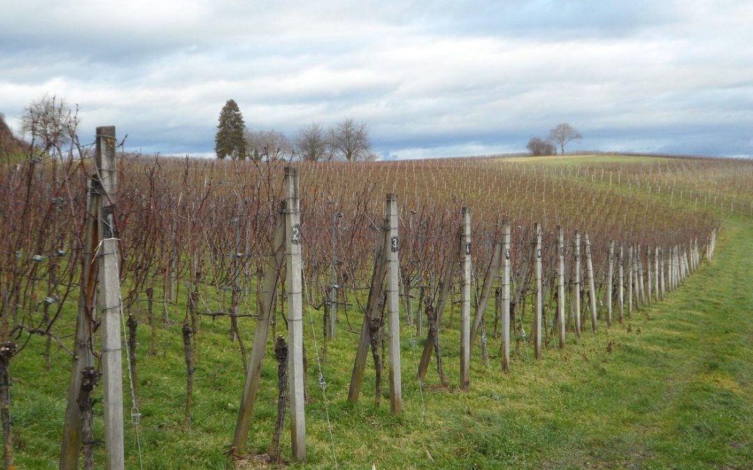 dormant vineyard of vines without leaves