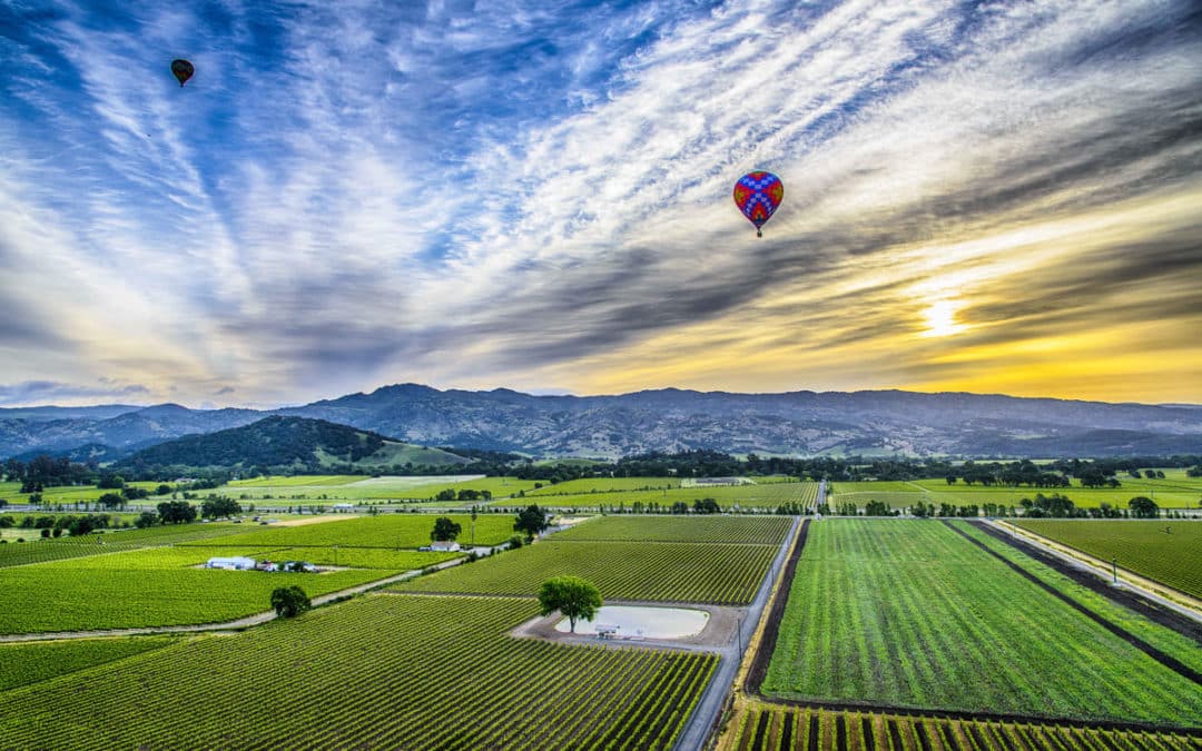 vineyards