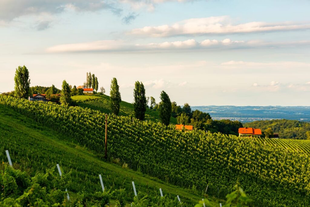 vineyards