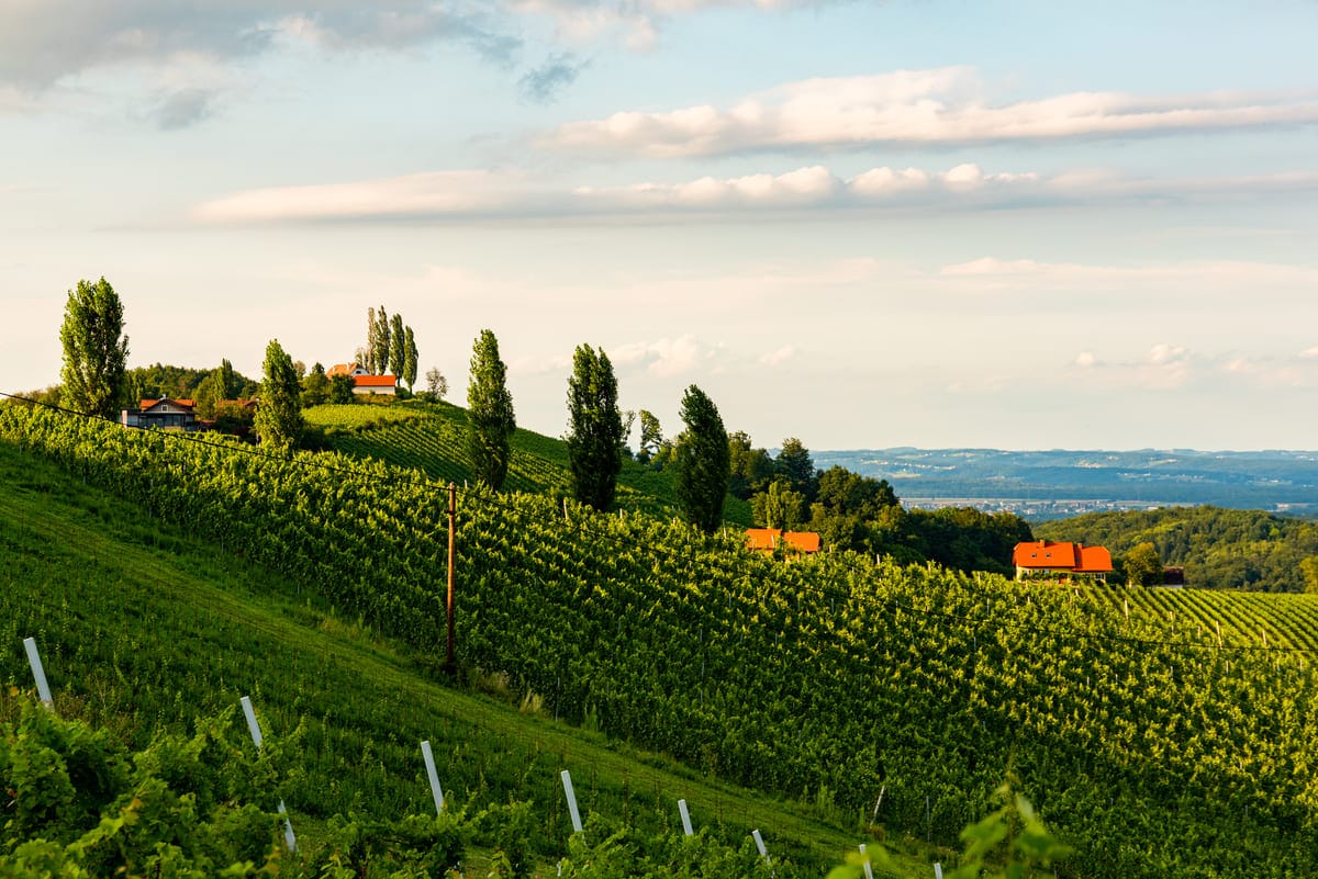 vineyards