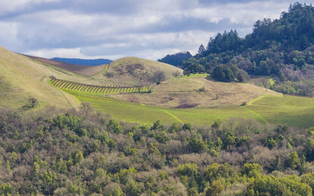 vineyards-on-the-hills-of-sonoma-county
