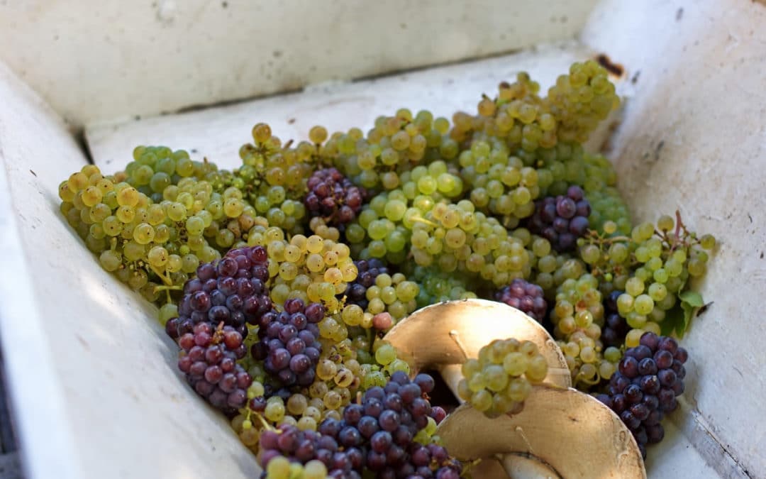 grapes in crushing machine