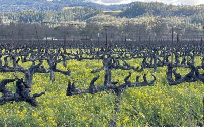 History of Wine in Napa Valley