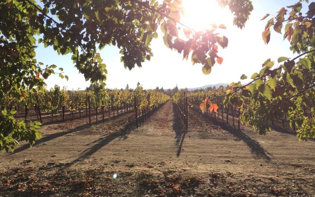 grape vines in the distance