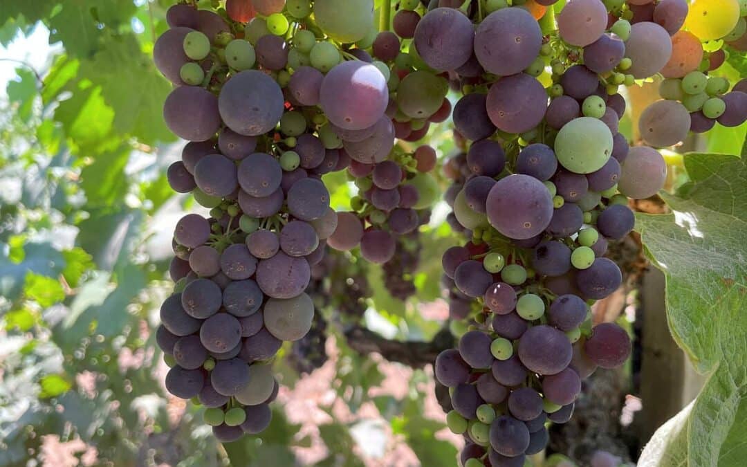 closeup of grapes on grapevine