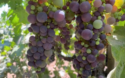 From Grapes to Glass: Understanding the Wine-Making Process on Napa Tours
