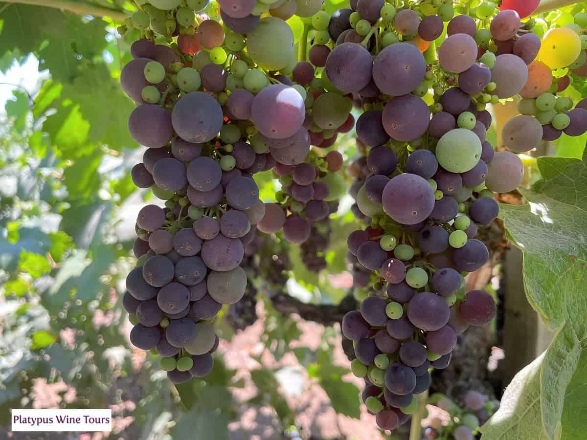 From Grapes to Glass Understanding the WineMaking Process on Napa