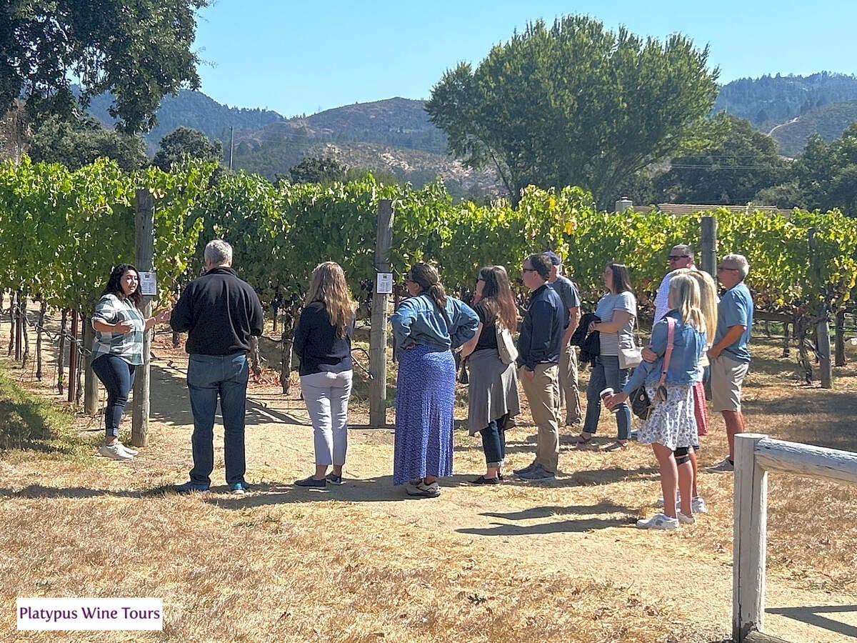 Sip, Savor, and Explore Uncovering the Best Wine Tours in Napa Valley