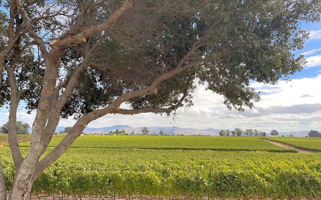 overlooking grape vineyard with a beautiful tree in the foreground