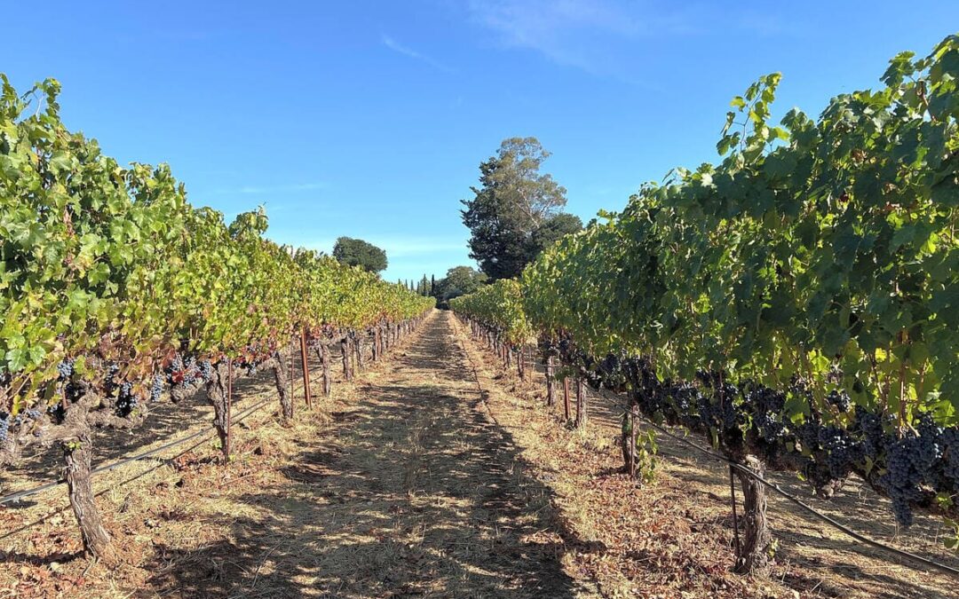 vineyard row