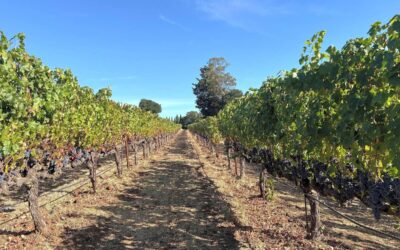 Napa Tour Guide: Crafting Your Perfect Napa Valley Getaway