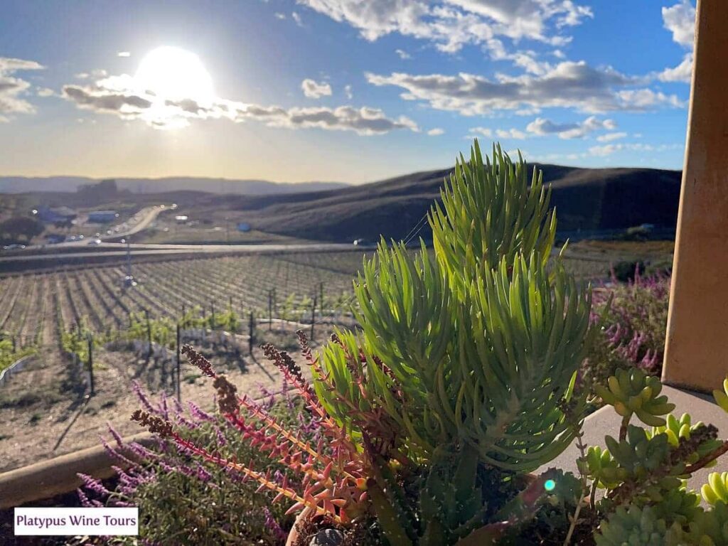 scenic view of vineyards