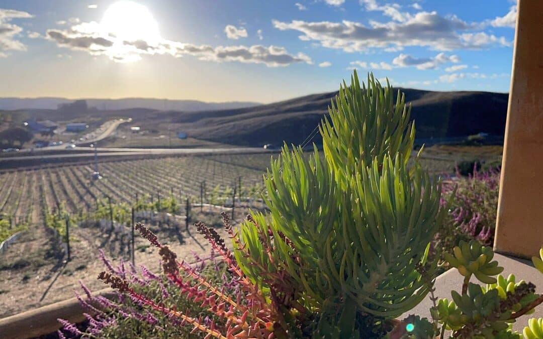 scenic view of vineyards