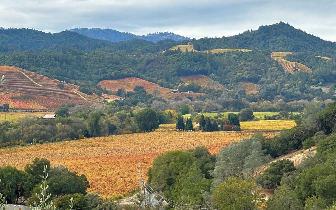scenic overlook of vineyards