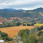 scenic overlook of vineyards