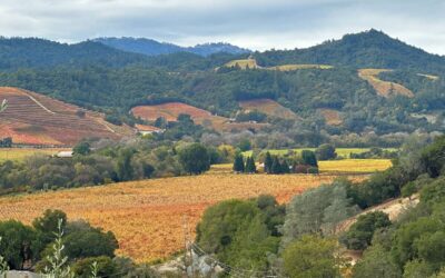 Seasonal Guide to Napa Wine Tours