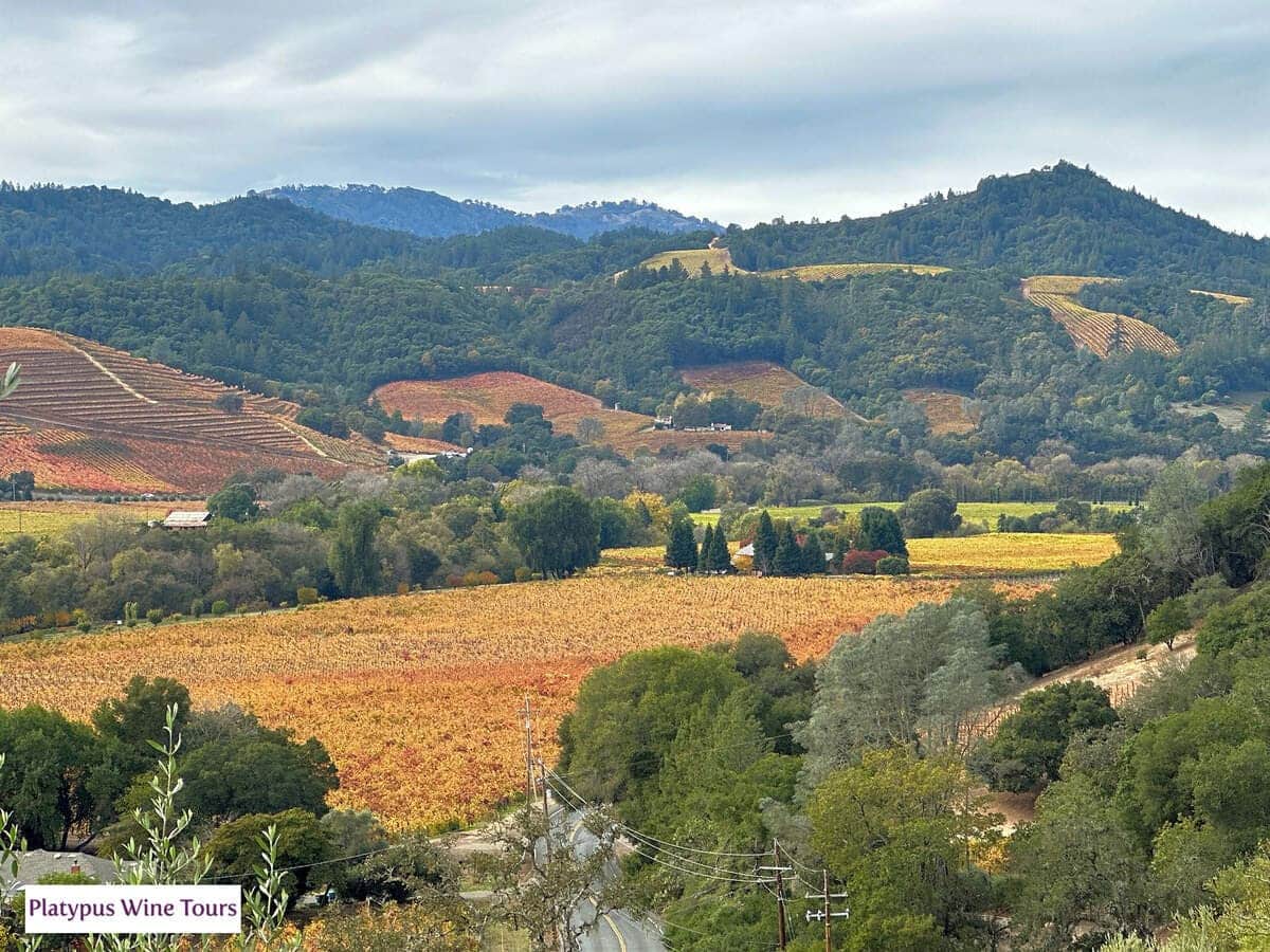 Discover the Best Wine Tasting in Napa Valley All Year Round