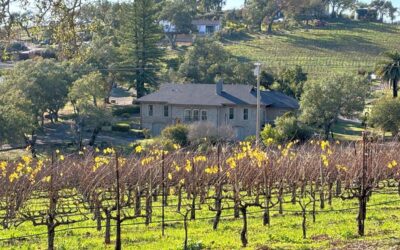 Top Vineyards in Napa Valley to Visit