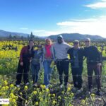 group standing in vineyards surrounded by mustard