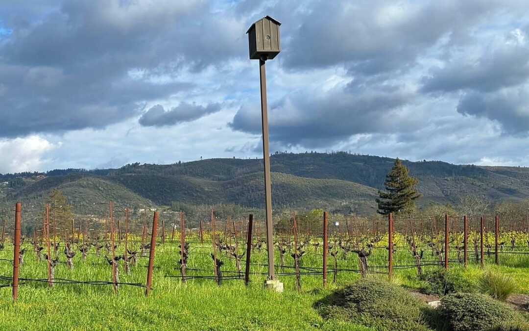 birdhouse with vinyards in background