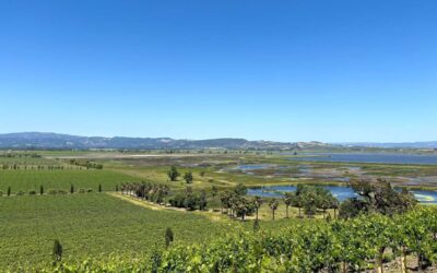 Rutherford Dust: Discovering the Best Rutherford AVA Wineries in Napa Valley