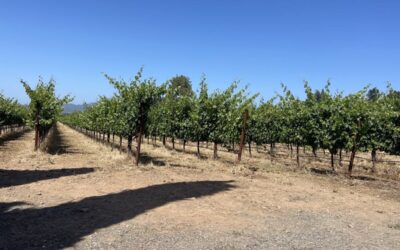 Beyond the Grape: Exploring the Terroir of Napa Valley Wineries