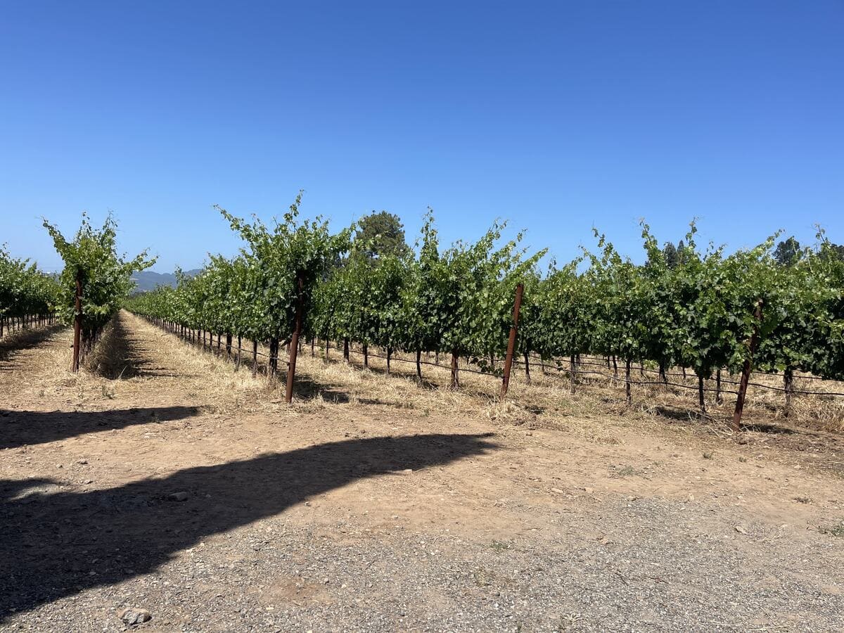 Beyond the Grapes: An Inside Look at Napa Valley