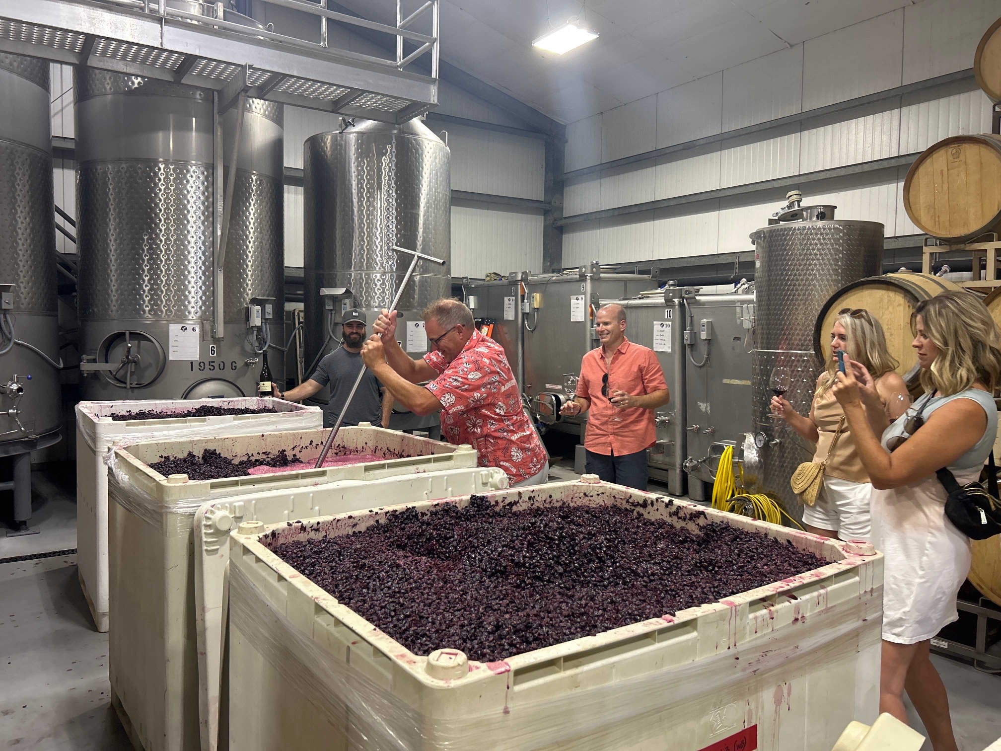 Wine tour guests watching and photographing the winemaking process beside large bins of freshly harvested red wine grapes inside a winery production facility.