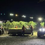 Night harvest underway in a Sonoma Valley vineyard as crews pick grapes under bright tractor lights.